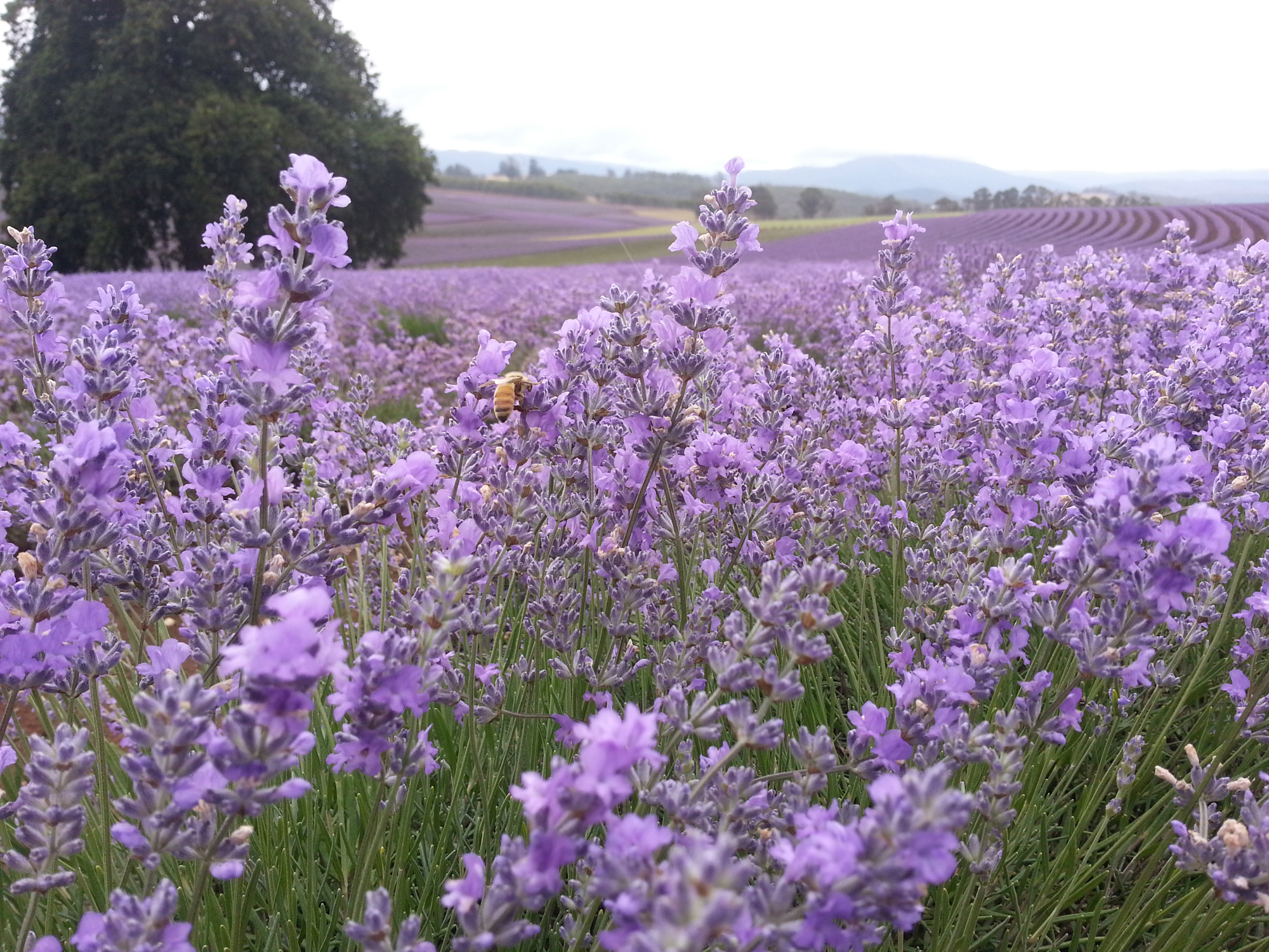 Lavender Farm Tasmania